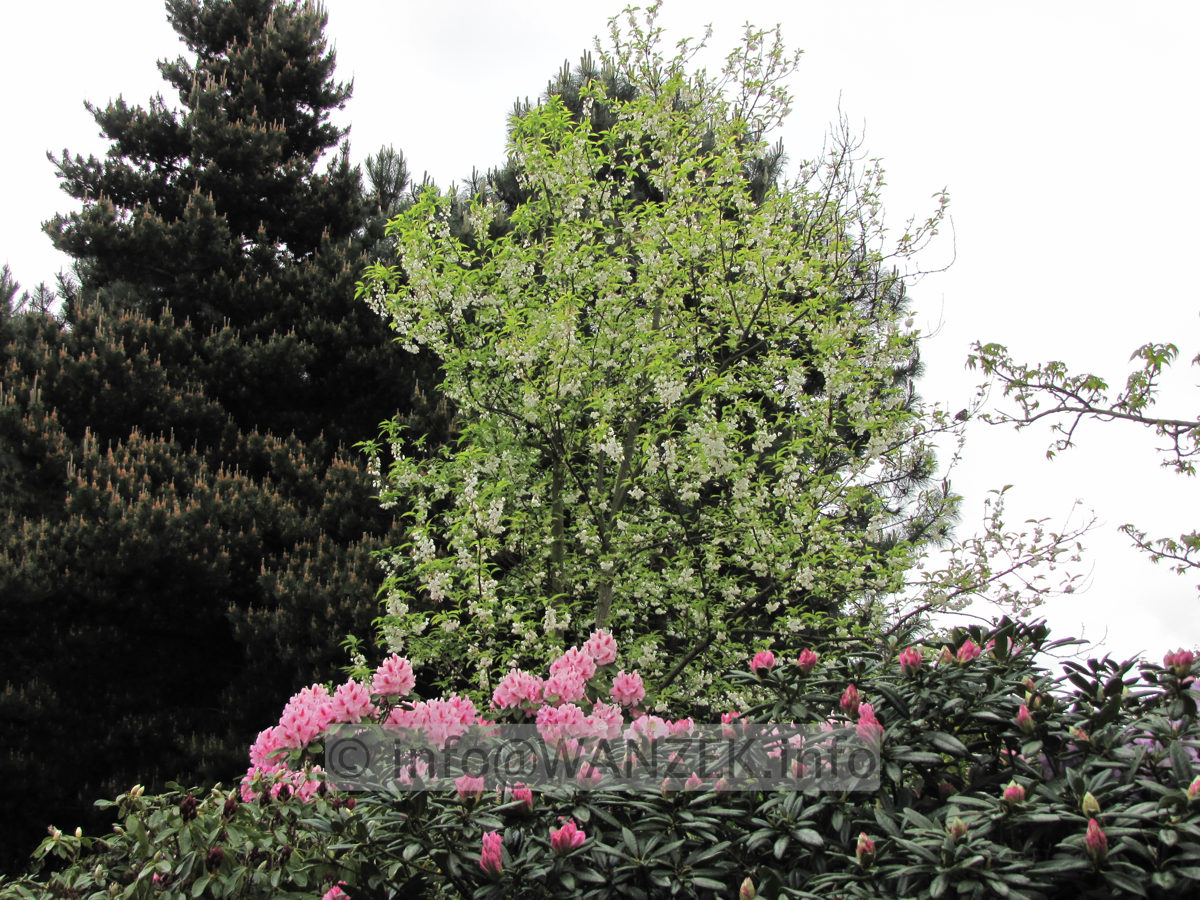 Halesia monticola - Sol 5m bluehend.JPG